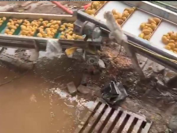 土豆清洗机视频