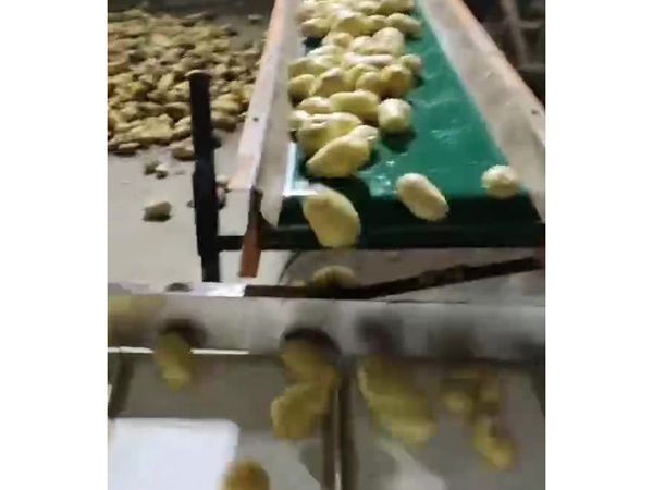 土豆清洗机视频